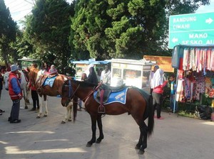 Libur Akhir Pekan di Bandung, Ayo ke Weekend Market Lembang