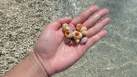 Kerang laut yang berwarna-warni