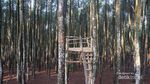 Libur Imlek ke Yogyakarta, Mampir ke Rumah Pohon Pinus Yuk!