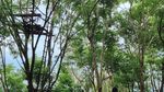 Libur Imlek ke Yogyakarta, Mampir ke Rumah Pohon Pinus Yuk!