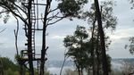Libur Imlek ke Yogyakarta, Mampir ke Rumah Pohon Pinus Yuk!