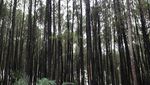 Libur Imlek ke Yogyakarta, Mampir ke Rumah Pohon Pinus Yuk!