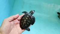 Lucunya tukik penyu berumur sekitar 2 bulan