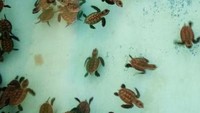 Tukik penyu usia 10 hari yang bikin gemes