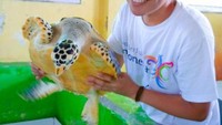 Meletakkan kembali jenis penyu sisik dewasa ini secara perlahan