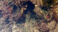 Bunga bawah laut.. Kelihatan kan dimana bunganya? :)