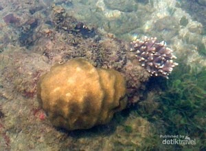 Libur Lebaran ke Anyer, Temui Banyak Terumbu Karang yang Cantik