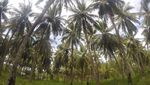 Libur Lebaran, Yuk Pelesir ke Pulau Sangiang di Banten
