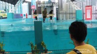 Seru! ada atraksi anjing laut
