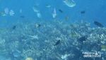 Libur Panjang yang Tenang di Pulau Bira