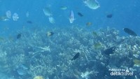Berbagai jenis ikan yang lucu-lucu di Pulau Bira