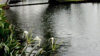Taman Tirtagangga