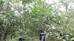 Liburan Akhir Pekan di Batu, Yuk Wisata Petik Apel!