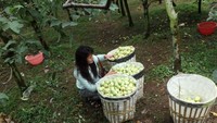 Memilih apel untuk oleh-oleh dari Kota Batu