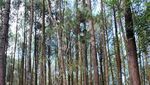 Liburan Asyik ke Puncak Becici di Bantul