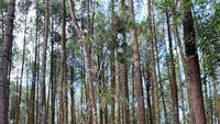 Deretan pohon pinus yang menjulang tinggi