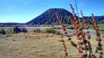 Liburan Bahagia di Gunung Bromo