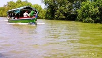 Mangrove Boat Trip