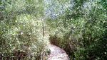 Liburan Beda di Surabaya: Hutan Mangrove Wonorejo