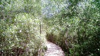Jembatan Bambu membawa kita berpetualang ditengah hutan