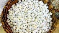 Telur ulat sutera akan diolah jaid benang