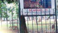 Larangan memberi makan sembarangan kepada rusa
