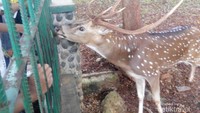 Liburan bikin Gemas dengan Rusa Tutul di Monas