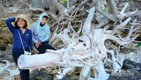 Krakatau