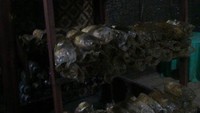 Budidaya jamur