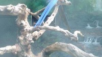 Salah satu koleksi di Zona World parrot