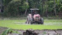 Terlihat Petani sedang membajak sawah