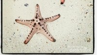 Bintang laut