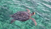 Penyu ini seperti menyambut kedatangan kami di Pulau Derawan.