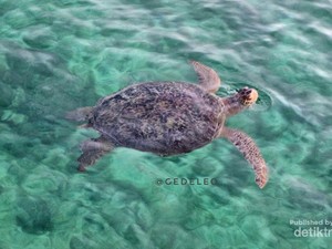 Liburan ke Derawan, Disambut Penyu!