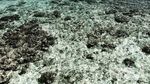 Liburan ke Derawan, Tak Terlupakan!