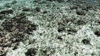 Maldives a la Maratua