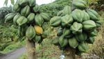 Liburan ke Dieng, Wajib Coba Buah Carica