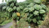 Sebuah Carica tampak sudah menguning