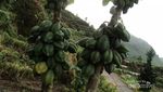 Liburan ke Dieng, Wajib Coba Buah Carica