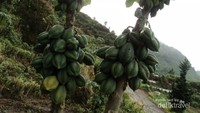 Buahnya jauh lebih kecil dari ukuran pepaya biasa