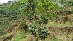 Liburan ke Dieng, Wajib Coba Buah Carica