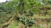 Perkebunan Carica yang sejuk di Dieng
