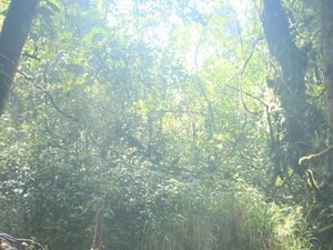 Liburan ke Jambi, Mendaki Ekstrem di Gunung Kerinci