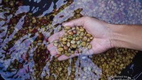Biji kopi yang sudah digiling