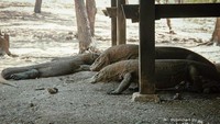 Komodo yang merupakan salah satu keajaiban alam yang ada di dunia