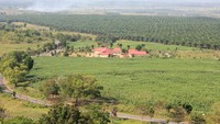 Kebun kelapa sawit Kota Pelaihari