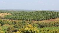 Pemandangan kebun kelapa sawit dari atas bukit