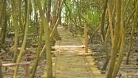 Menyusuri kawasan hutan mangrove ketika air laut surut.