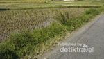 Liburan ke Sukabumi, Hati-hati dengan si Cantik Sodong