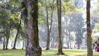 Barisan pohon yang menghiasi taman.